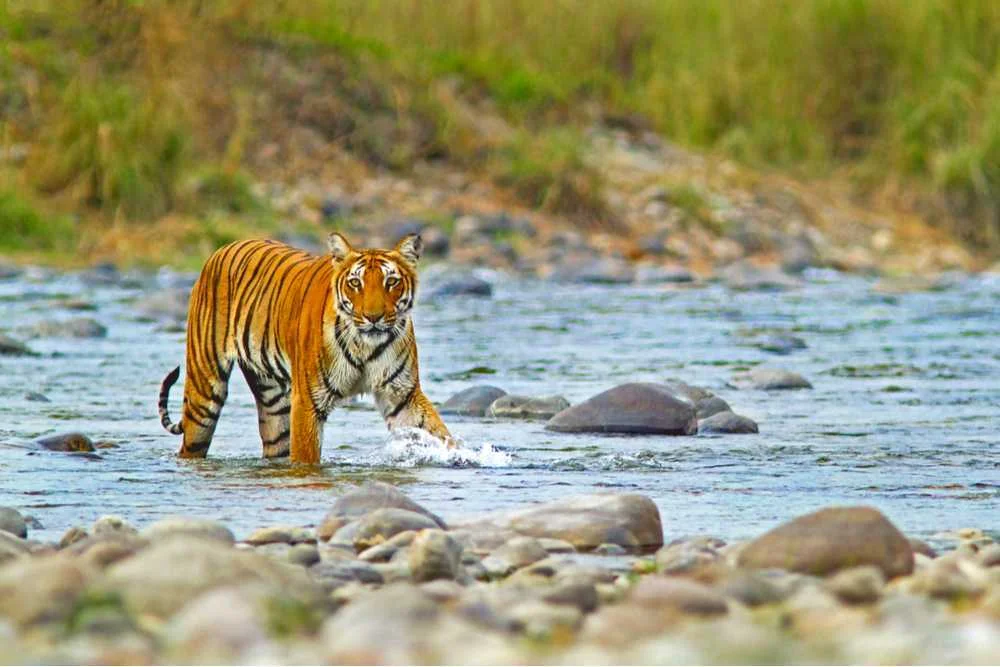 Corbett- Nainital Tour Package